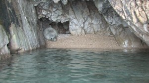 Mediterranean monk seal on Kamenjak
