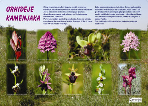 Orchids of Kamenjak