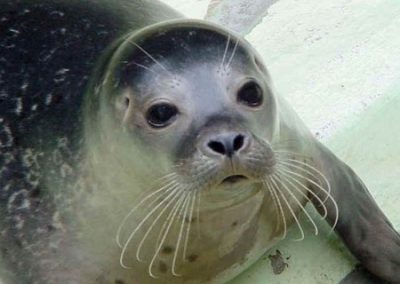 Mediterranean monk seal on Kamenjak