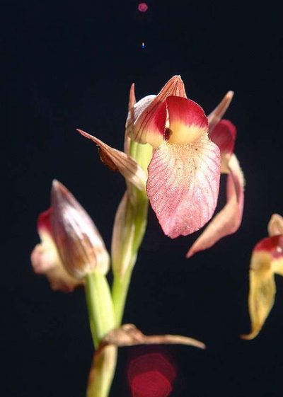 Orchids of Kamenjak