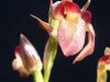 Orchids of Kamenjak
