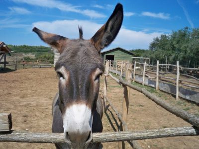 Istrian farm Kamenjak Premantura 3