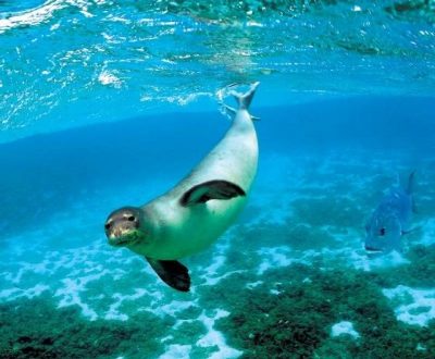 Mediterranean monk seal on Kamenjak 3