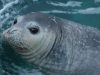Mediterranean monk seal on Kamenjak 4