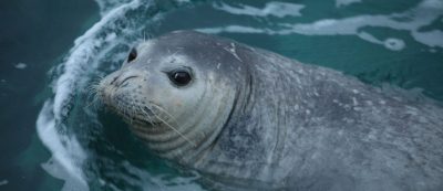 Mediterranean monk seal on Kamenjak 4