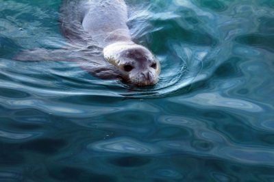 Mediterranean monk seal on Kamenjak 2