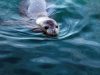 Mediterranean monk seal on Kamenjak 2