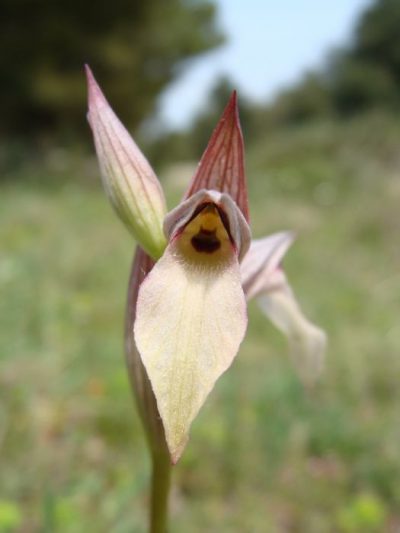 Orchids of Kamenjak 4