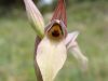 Orchids of Kamenjak 4