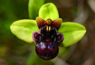 Orchids of Kamenjak 2