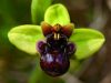 Orchids of Kamenjak 2