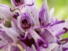 Orchids of Kamenjak 3