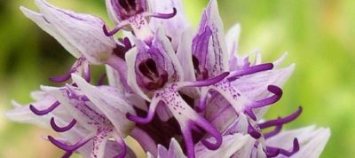 Orchids of Kamenjak 3